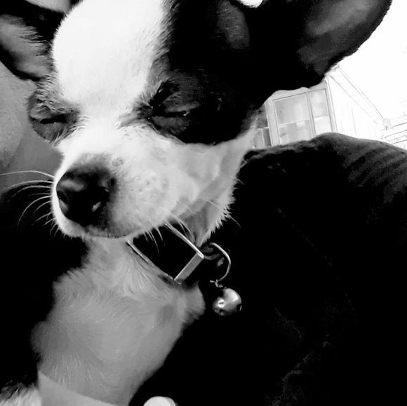 Meet your Posher, Elle - Picture 4 of 5